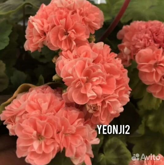 Пеларгонии сортовые часть 4