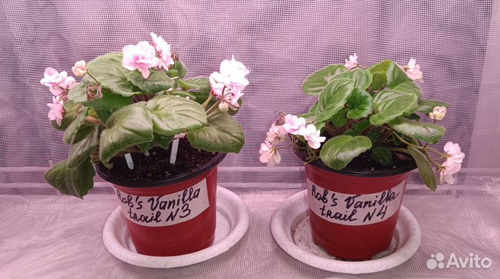 Цветущие фиалки