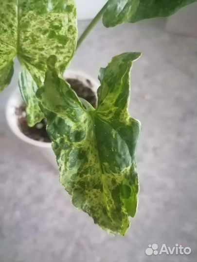 Сингониумы