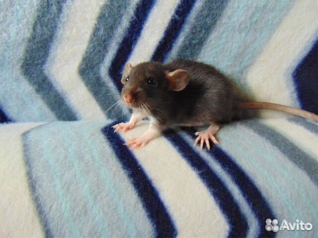 Крысята - очаровашки - дамбики - клекти, гамак