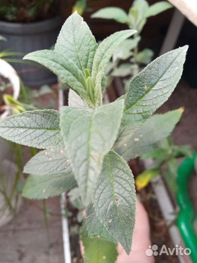 Буддлея Давида