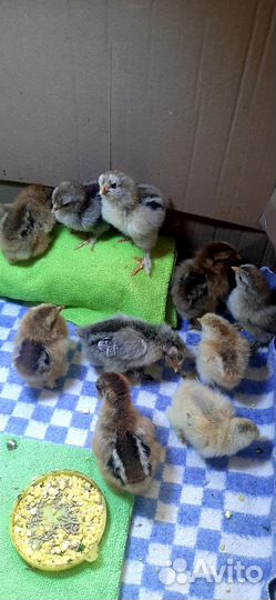 Инкубационные яйца кур породы Брама