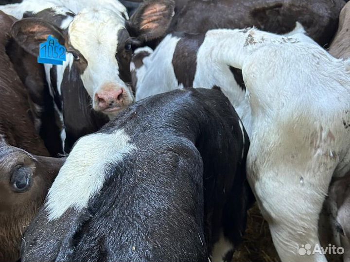 Бычки телочки