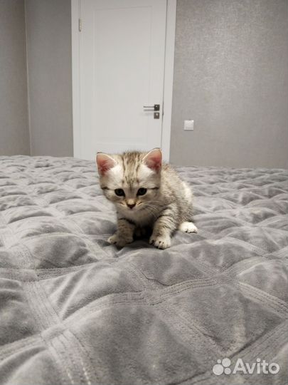 Котенок девочка