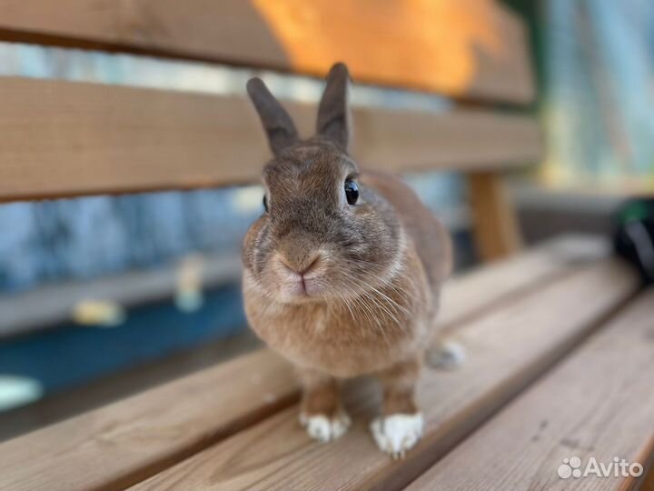 Декоративные кролики