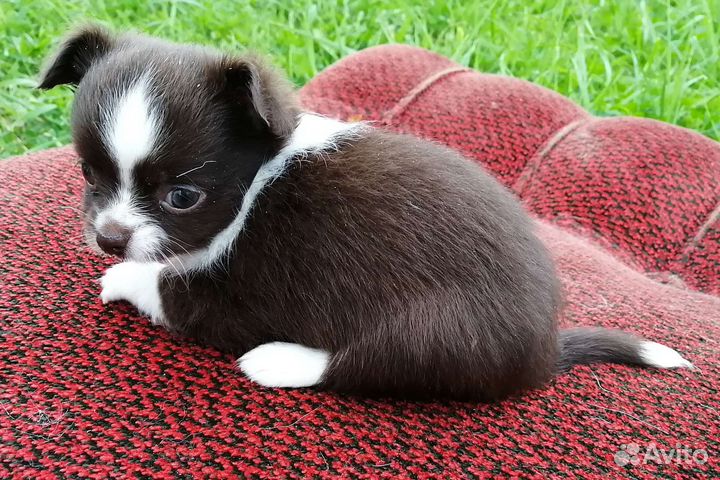 Щенки чихуахуа