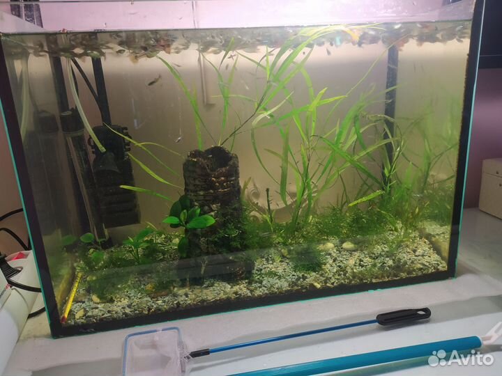 Аквариум 50л +рыбы+ химия+ оборудов+ улитки+ расте