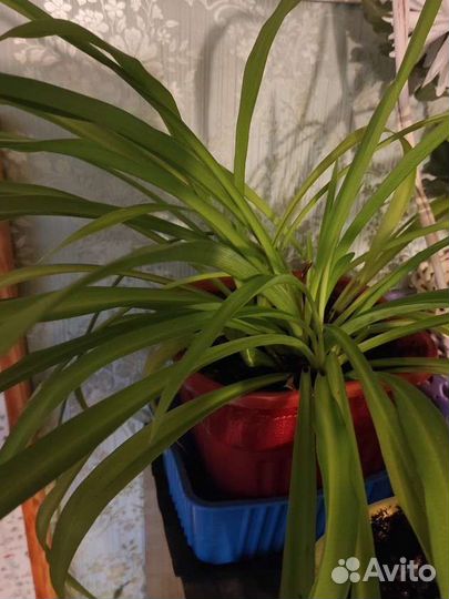 Комнатные цветы