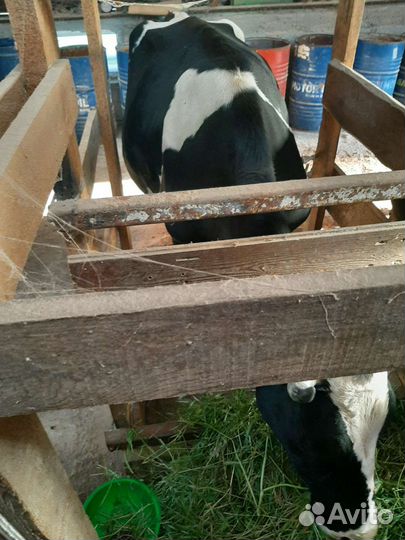 Корова дойная