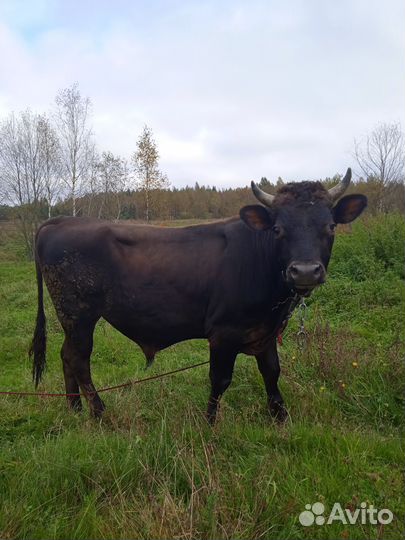 Тёлочка и Бык джерси