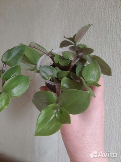 Эпипремнум сорт н Джой