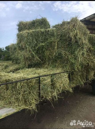 Сено продается от 600 тюк с доставкой