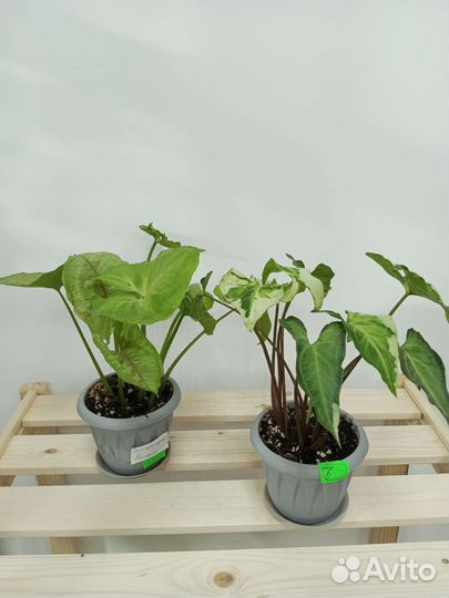 Комнатные растения цветы