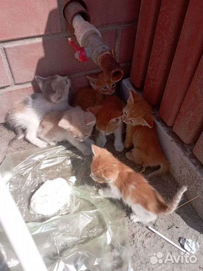 В добрые руки