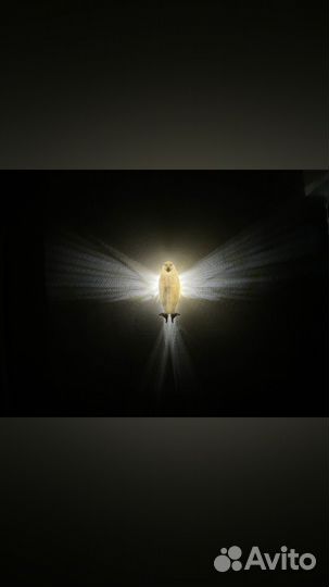 Ночник орёл