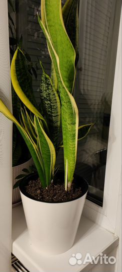 Сансевиерия, тещин язык, щучий хвост