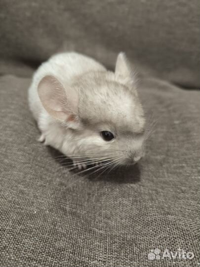 Шиншиллята