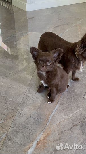 Чихуахуа в добрые руки