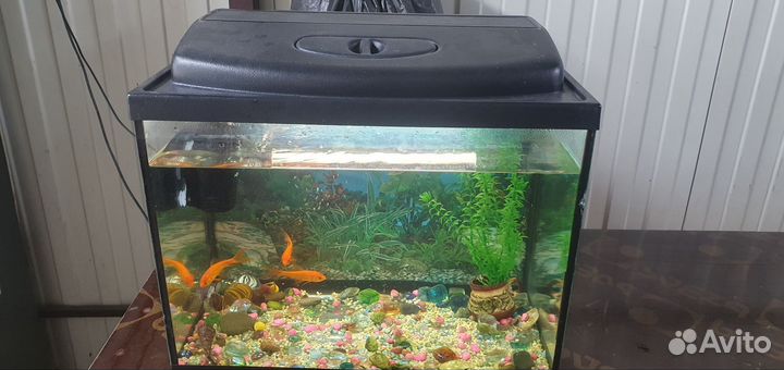 Аквариум с рыбками