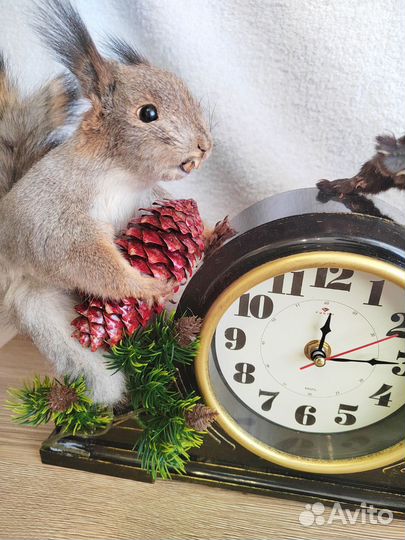Чучело белки норки на часах