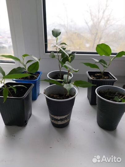 Фикус бенджамина Наташа