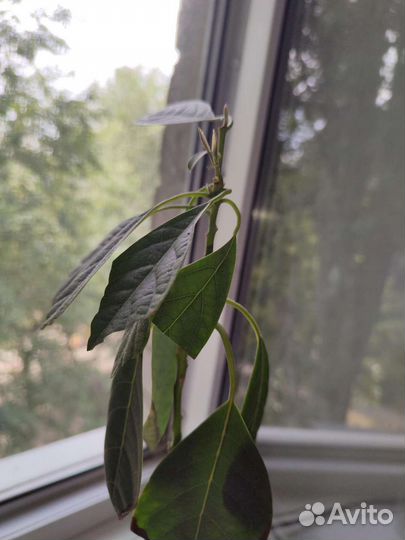 Авокадо растение