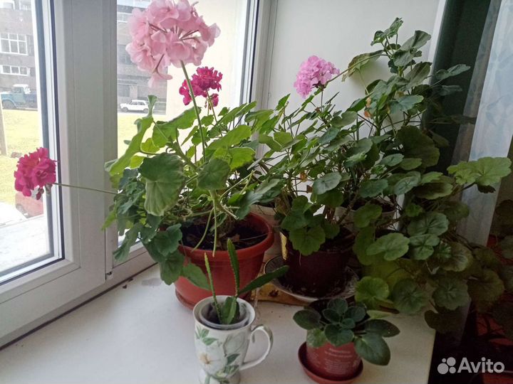 Комнатные цветы