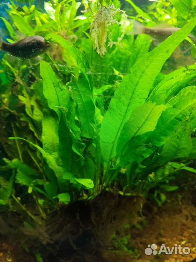 Аквариумные растения, обмен