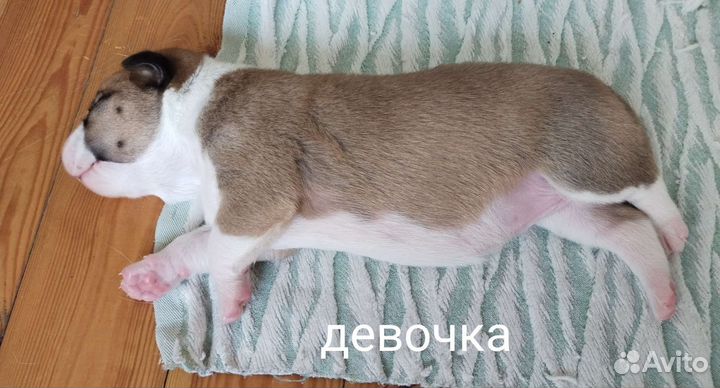 Щенок в добрые руки бесплатно