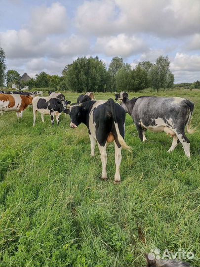 Быки и телки