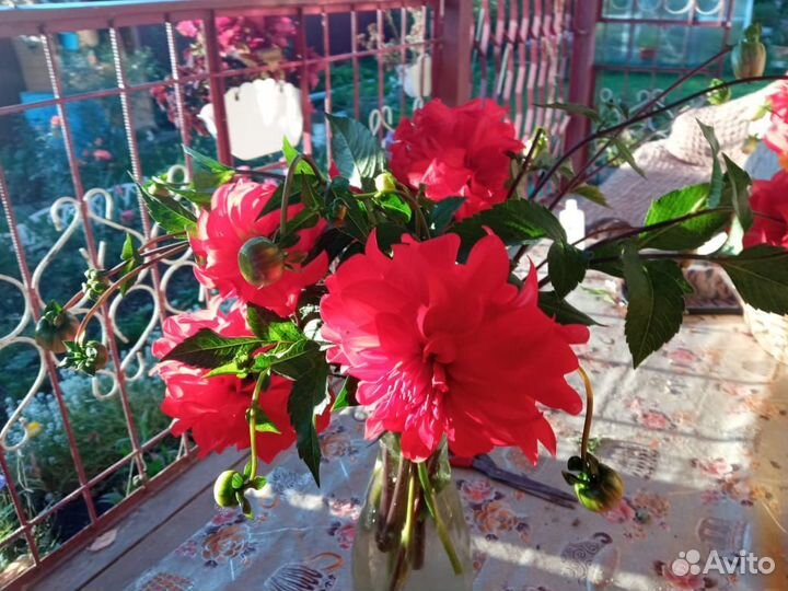 Георгины клубни