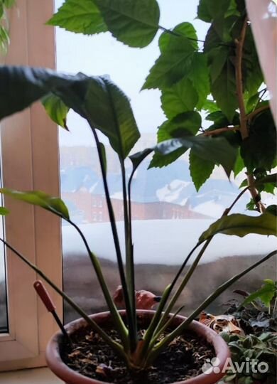 Цветы в горшках