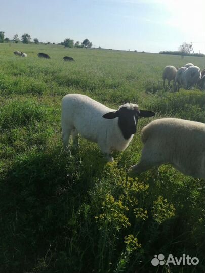 Баранчики от дорпера