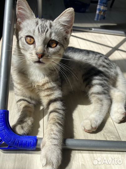 Котенок мальчик в добрые руки