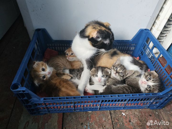 Отдам котят в добрые руки