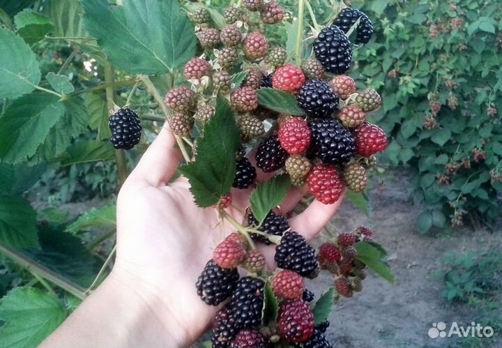 Саженцы ежевики