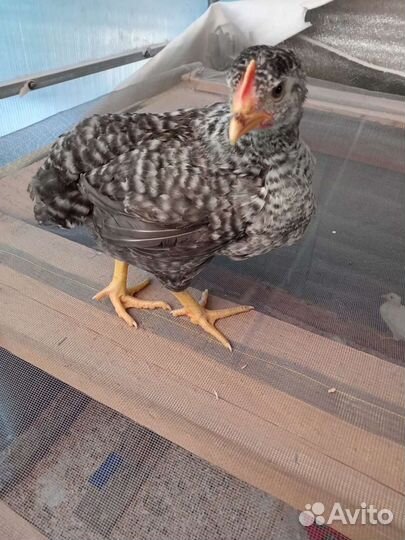 Яйцо Мастер Грис цветной бройлер Испания, Венгрия