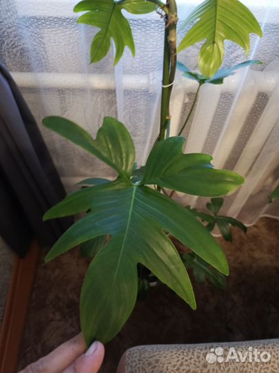 Филодендрон