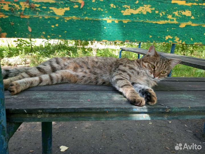 Ищем дом для молодой кошки