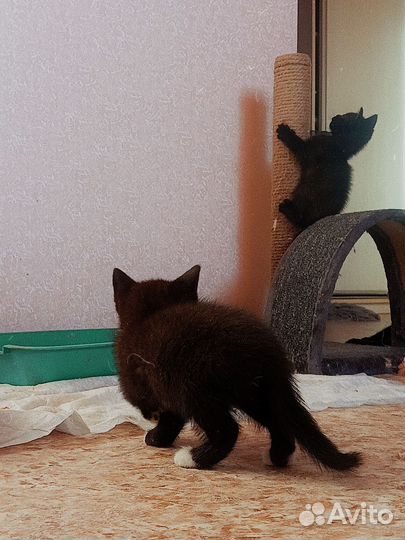 Милейший малыши в добрые руки