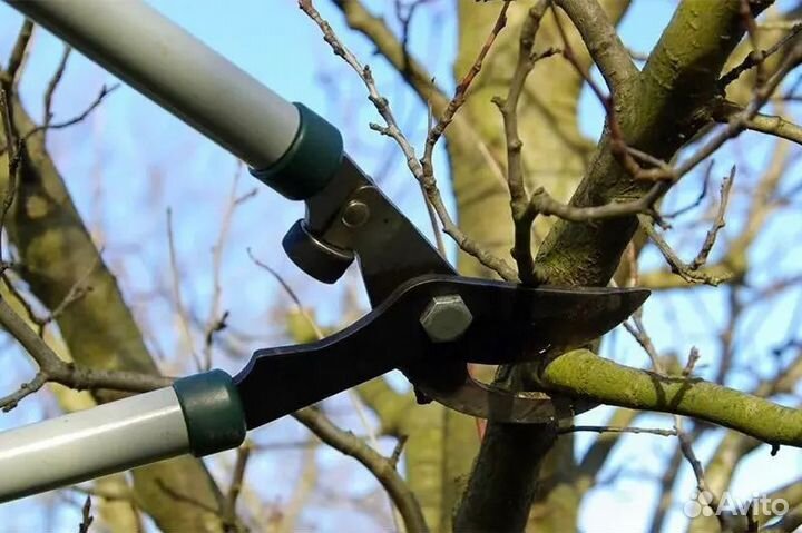 Обрезка плодовых деревьев