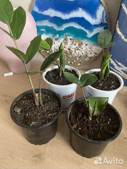 Замиокулькас