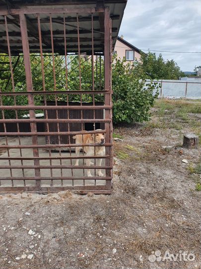 Отдам в добрые руки