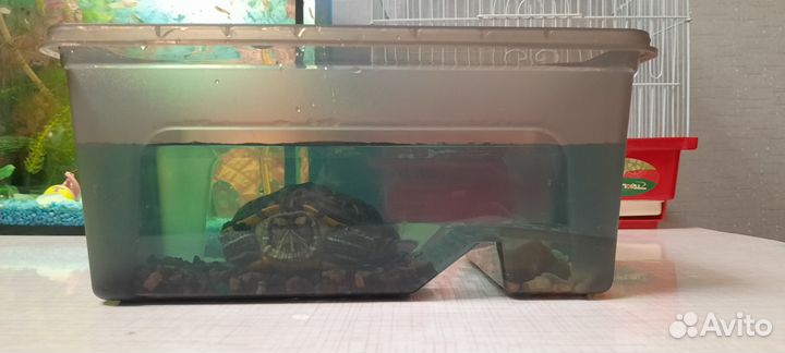 Красноухая черепаха с аквариумом
