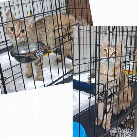 Мы живём в клетке