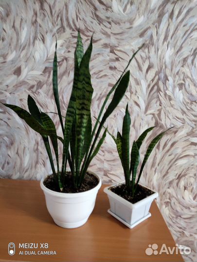 Сансевиерия