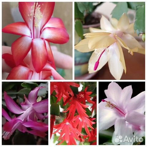 Декабрист/Рипсалидопсис