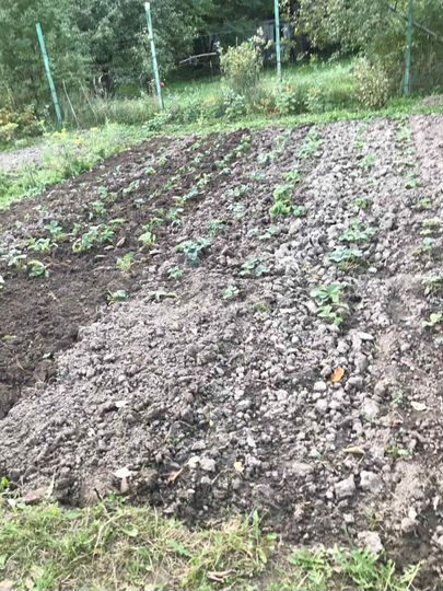 Участок 4,5 сот. (СНТ, ДНП)