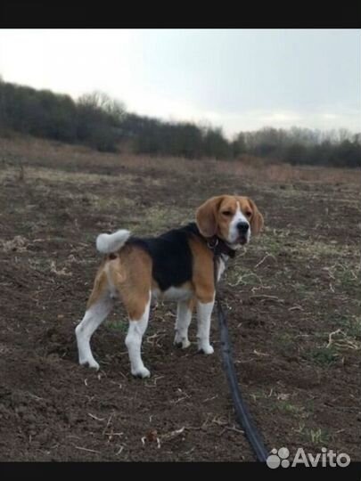 Бигль для вязки