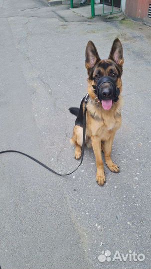 Выгул собак